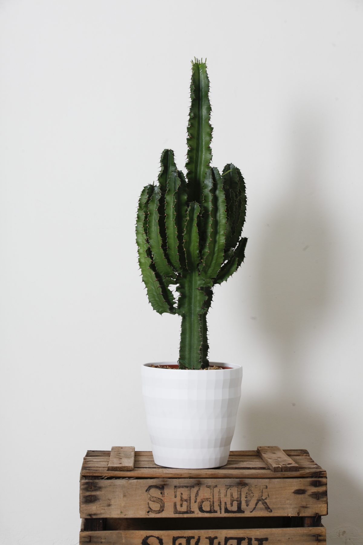 EUPHORBIA LACTEA - Pianta Da Giardino - Succulenta - H 33 Cm EUR 8,00 EUPHORBIA LACTEA - Pianta Da Giardino - Succulenta - H 33 Cm EUR 8,00
