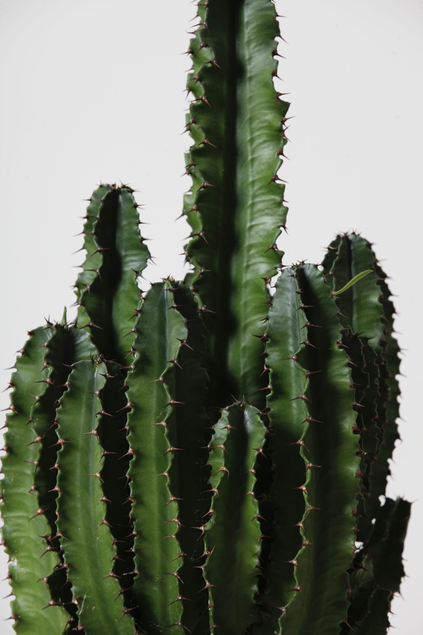 Cactus Euphorbia Tàndem Garden