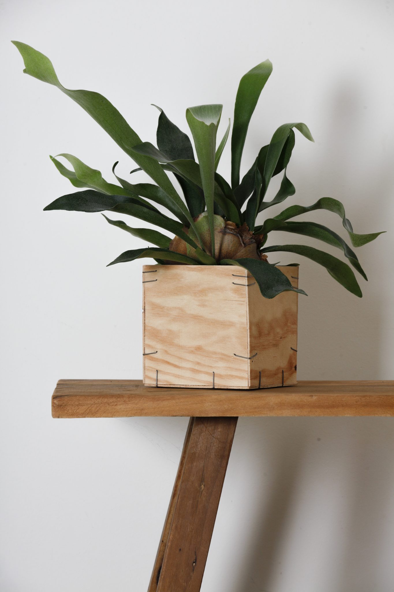 Cuerno de Alce - Tàndem Garden