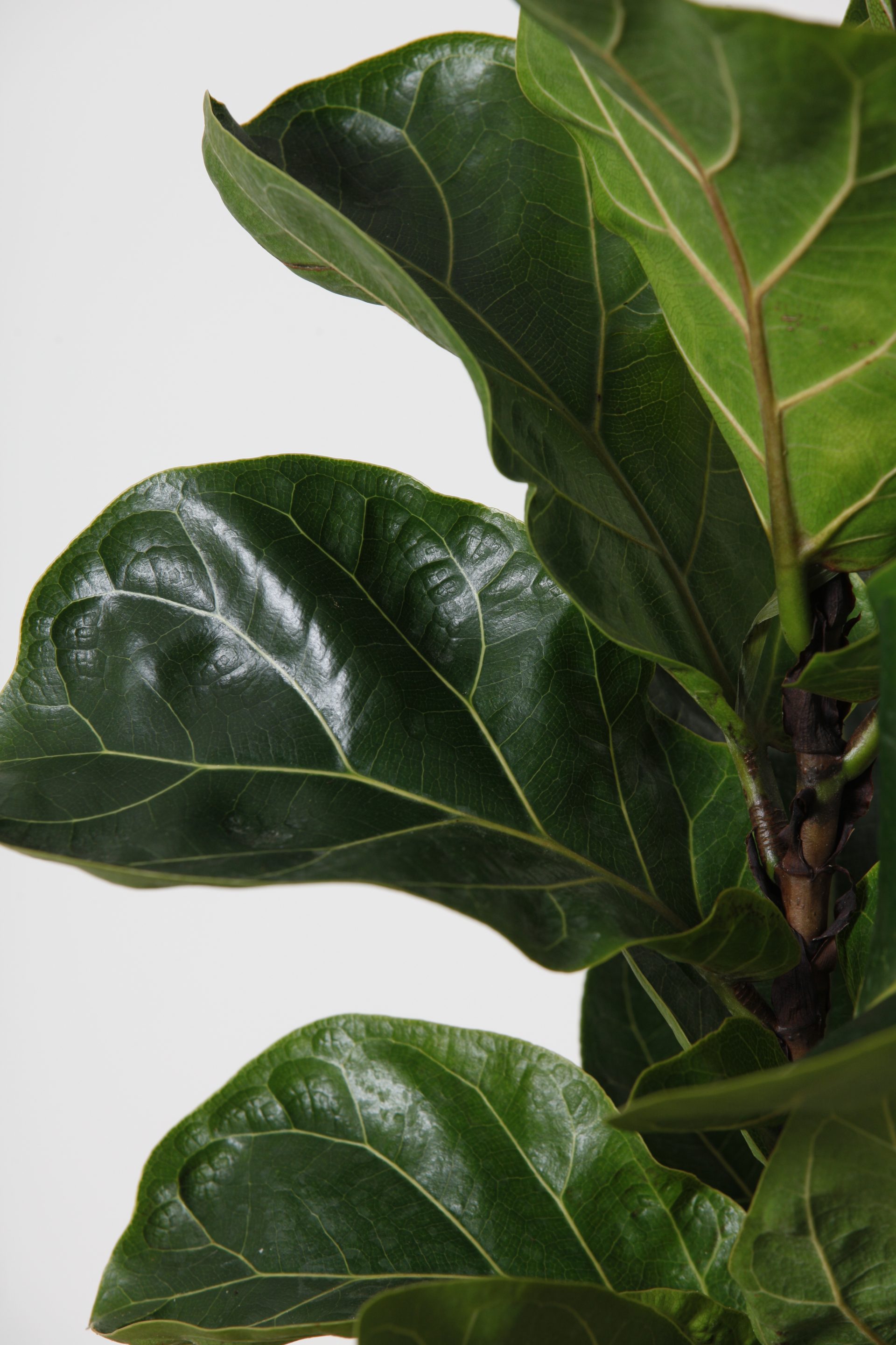 Ficus Lyrata Tàndem Garden