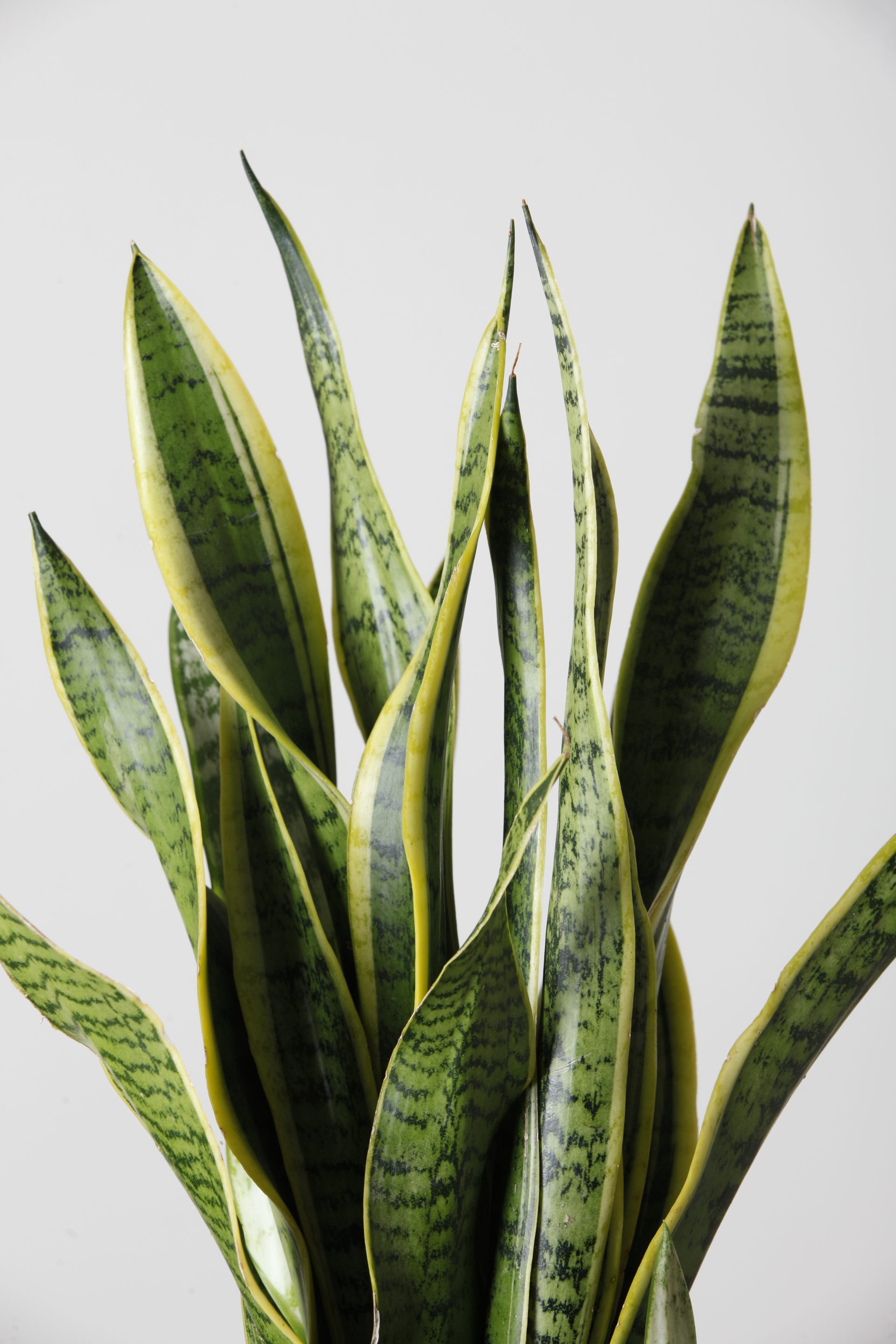 Sansevieria – Tàndem Garden